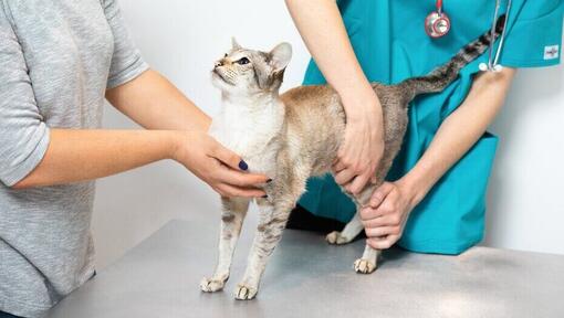 Food allergy 2024 test for cats